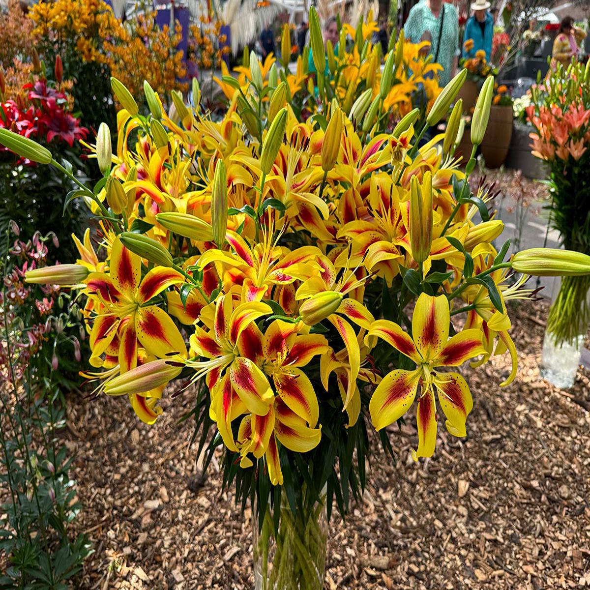 Yellow Red Lilium Flower seeds for Planting – Hardy Variety, Heirloom & GMO Free Seeds for Home Garden