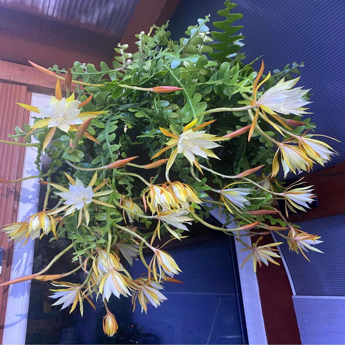 Yellow White Epiphyllum Flower Seeds for Planting Heirloom, Non-GMO, High Germination Exotic Night Blooms