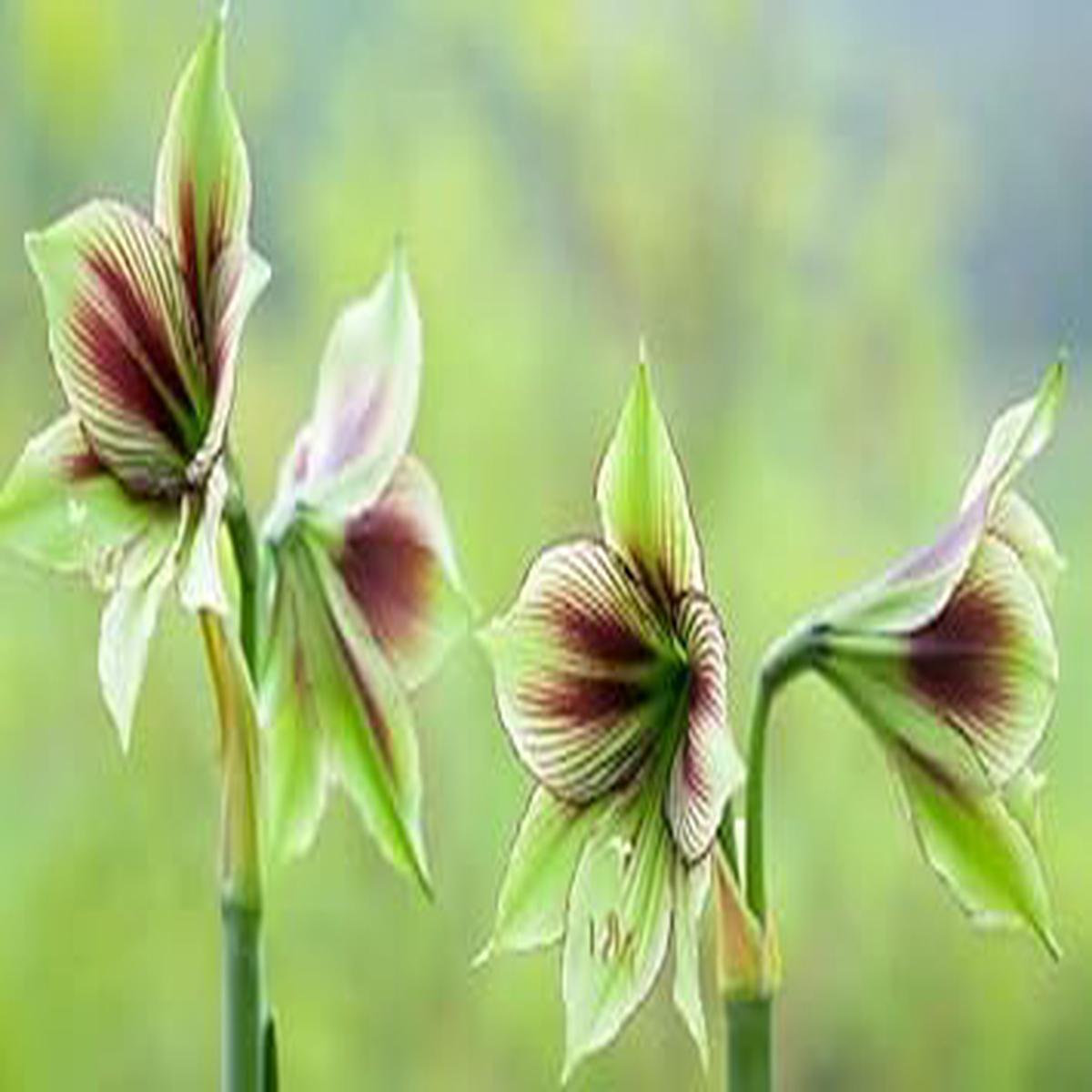 Amaryllis Flower seeds for Planting – Shade Tolerant, Heirloom & GMO Free Seeds for Home Garden