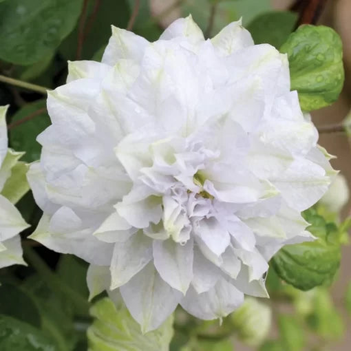 Avant Garde Clematis Seeds | Red and White Double Flowering Clematis  Heirloom, Non-GMO, High Germination Organic Garden Seeds