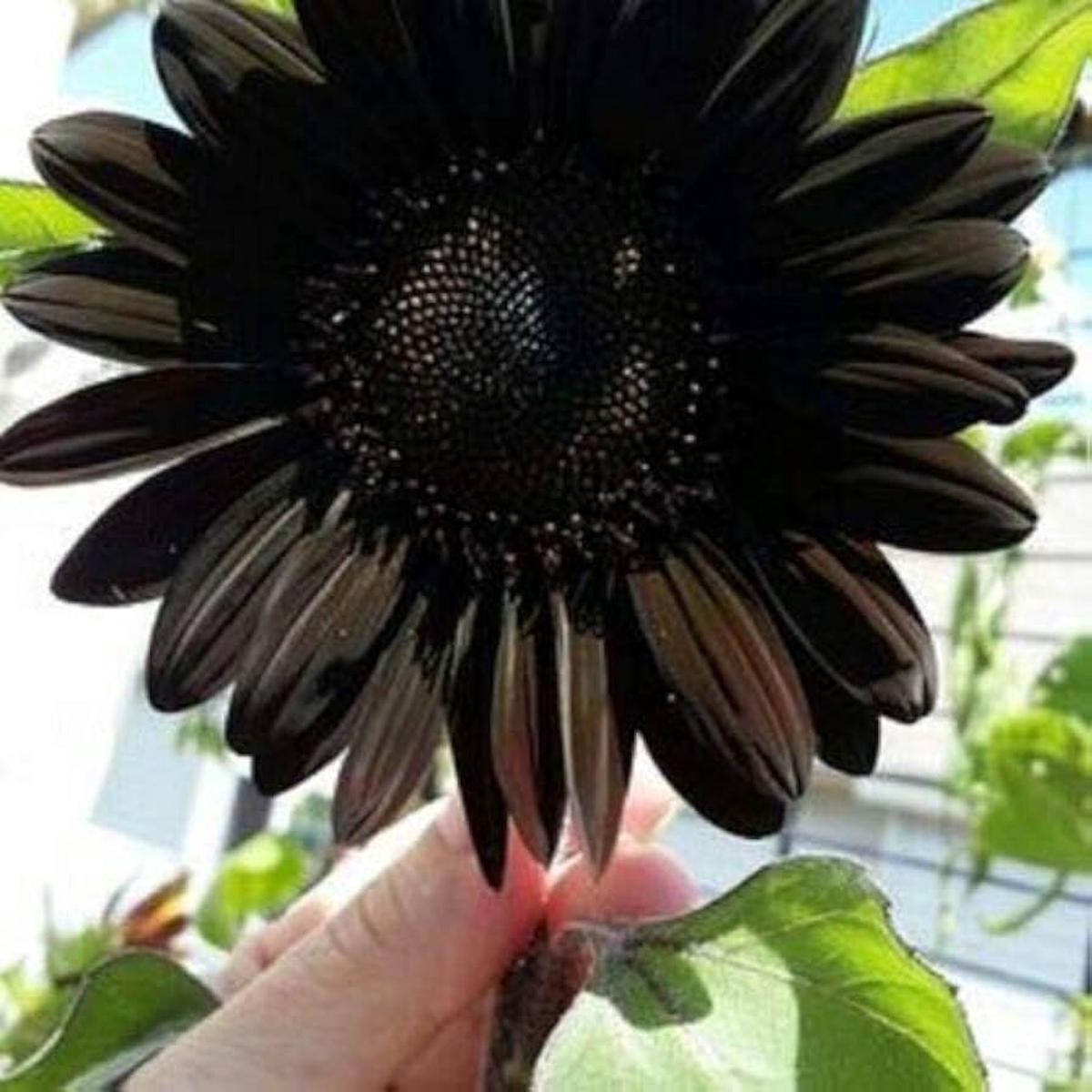 Black Sunflower Seeds for Planting  Heirloom, Non-GMO, Easy to Grow, Annual