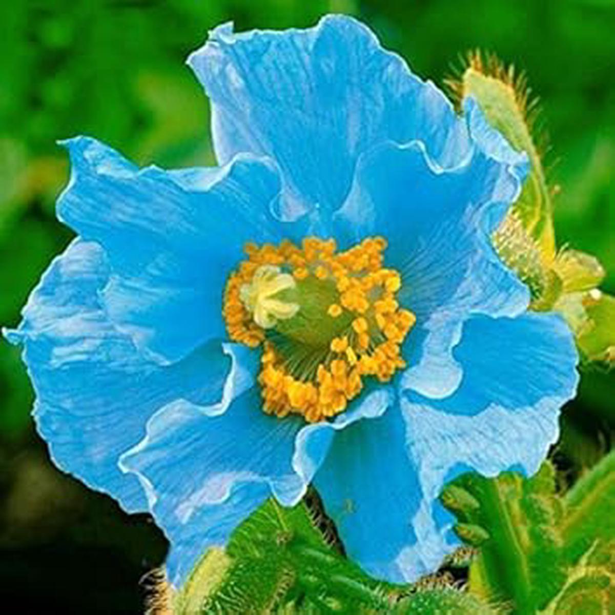 Blue Flower Seeds for Planting  Sun-Loving, Heirloom, Non-GMO, High Germination Organic Garden Seeds