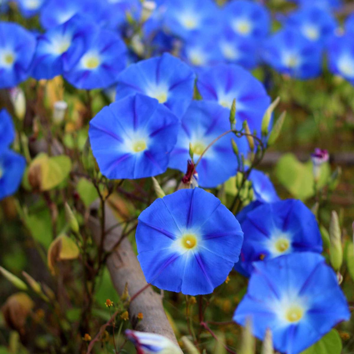 Blue Picotee Morning Glory Climbing Vine Seeds for Planting Heirloom, Non-GMO, Easy to Grow, Climbing Vine