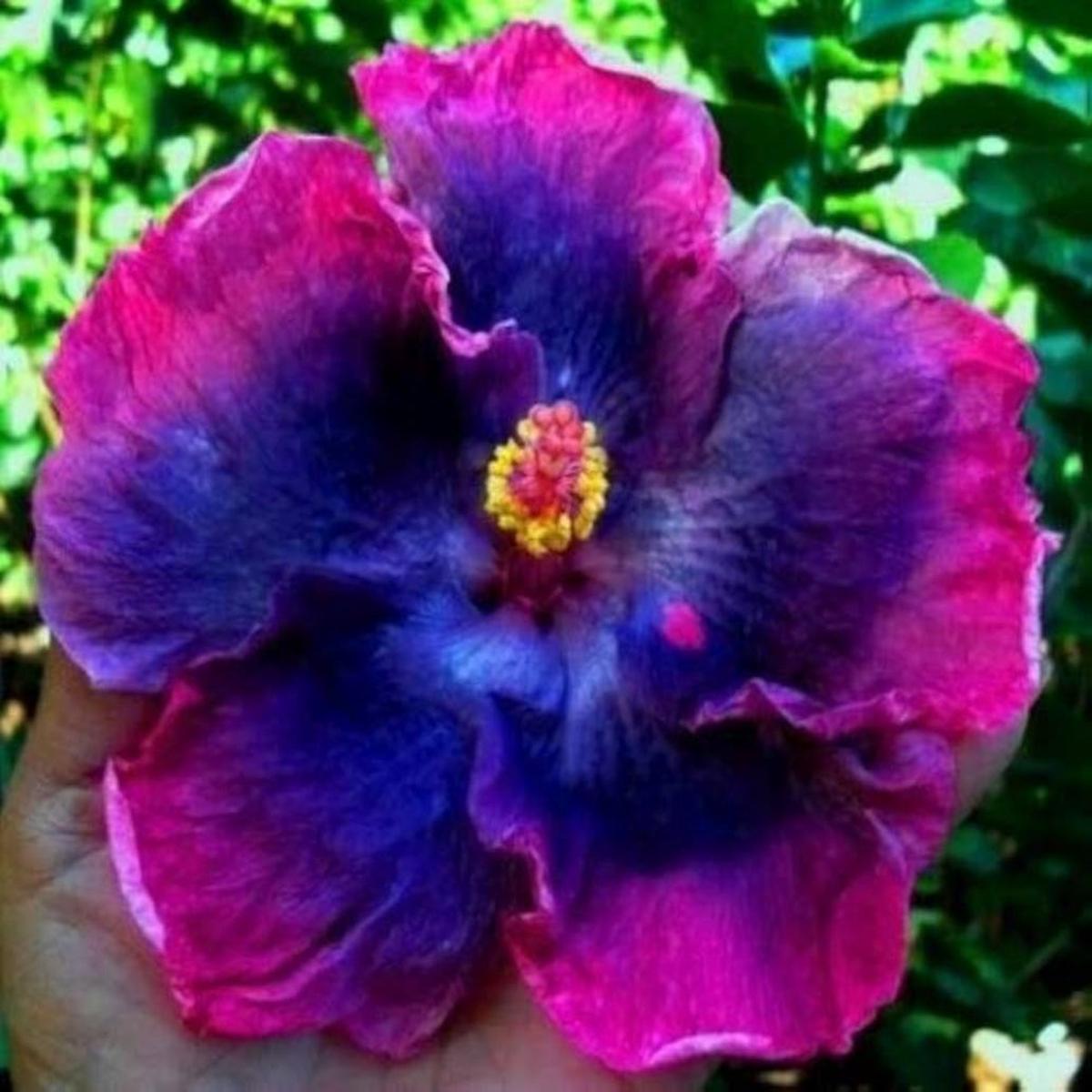 Blue-Pink Hibiscus Flower Seeds for Planting  Heirloom, Non-GMO, Perennial, Tropical