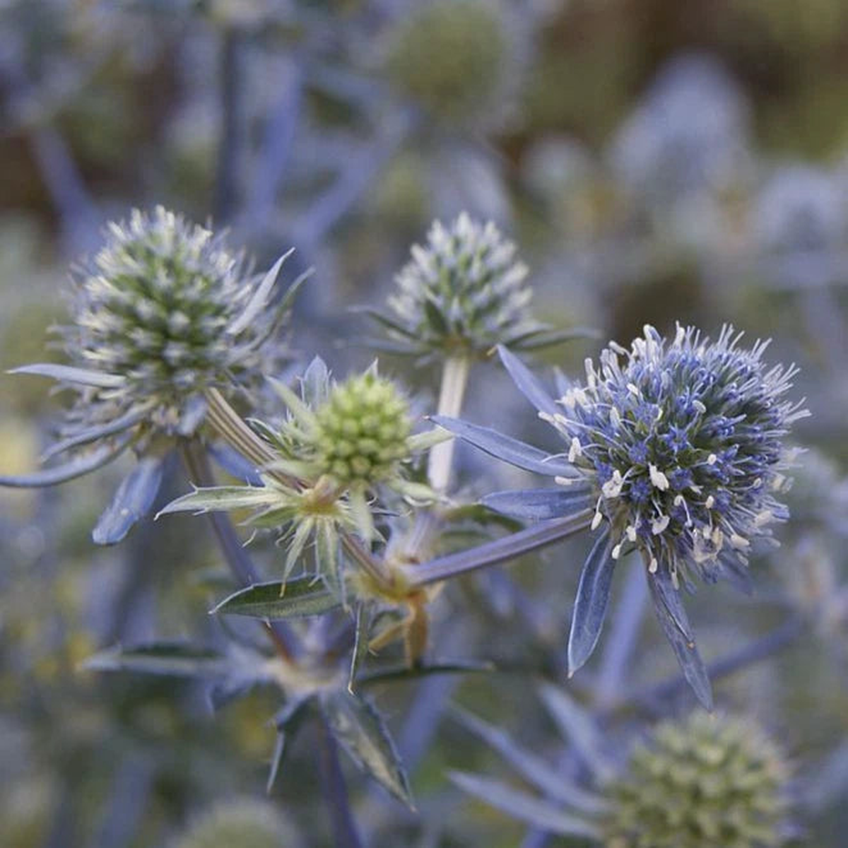 BLUE SEA HOLLY Seeds Eryngium planum Perennial Flower Garden Plant Seeds  Heirloom, Non-GMO, High Germination Organic Garden Seeds
