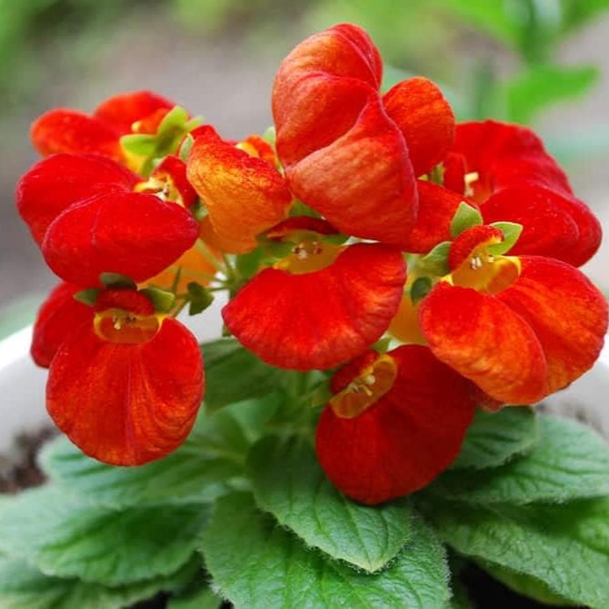 Calceolarias Flower Seeds for Planting Heirloom, Non-GMO, High Germination Organic Garden Seeds