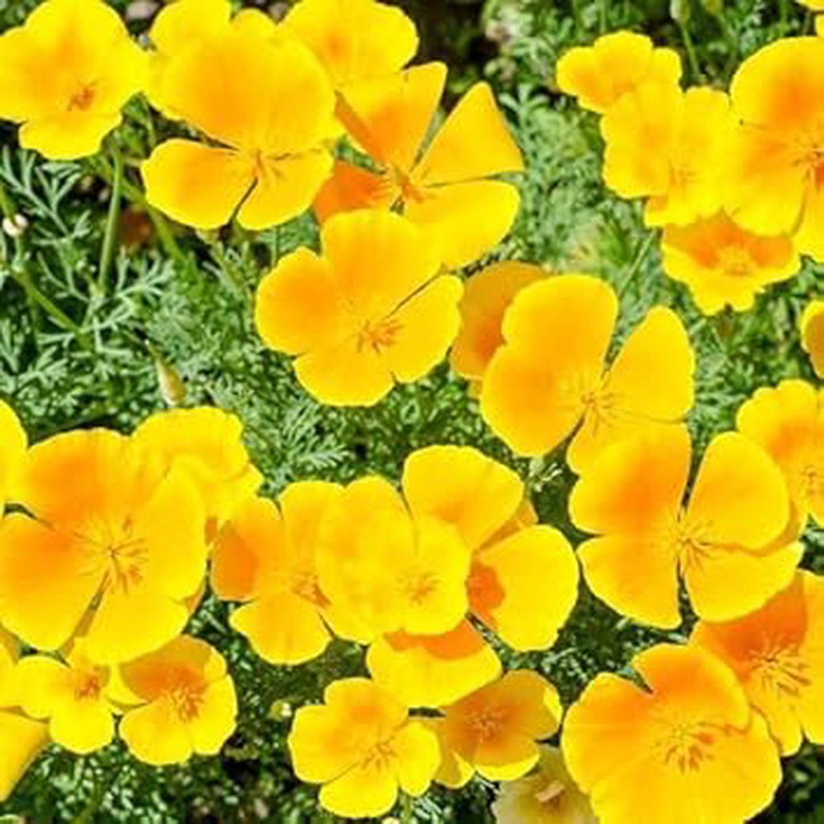California Flower Seeds for Planting – 100 pcs