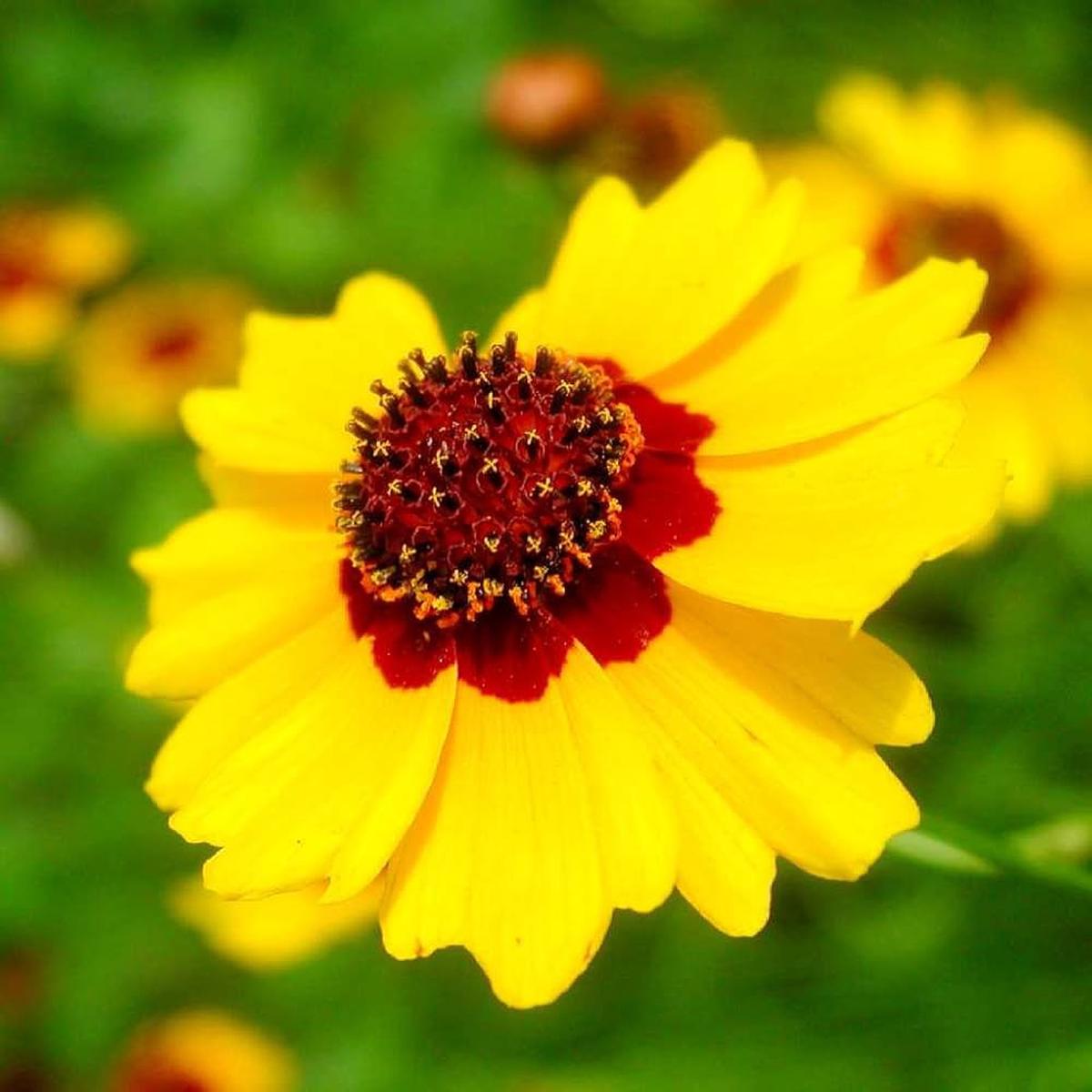 Calliopsis Flower Seeds for Planting  Heirloom Non-GMO, High Germination Organic Garden Seeds