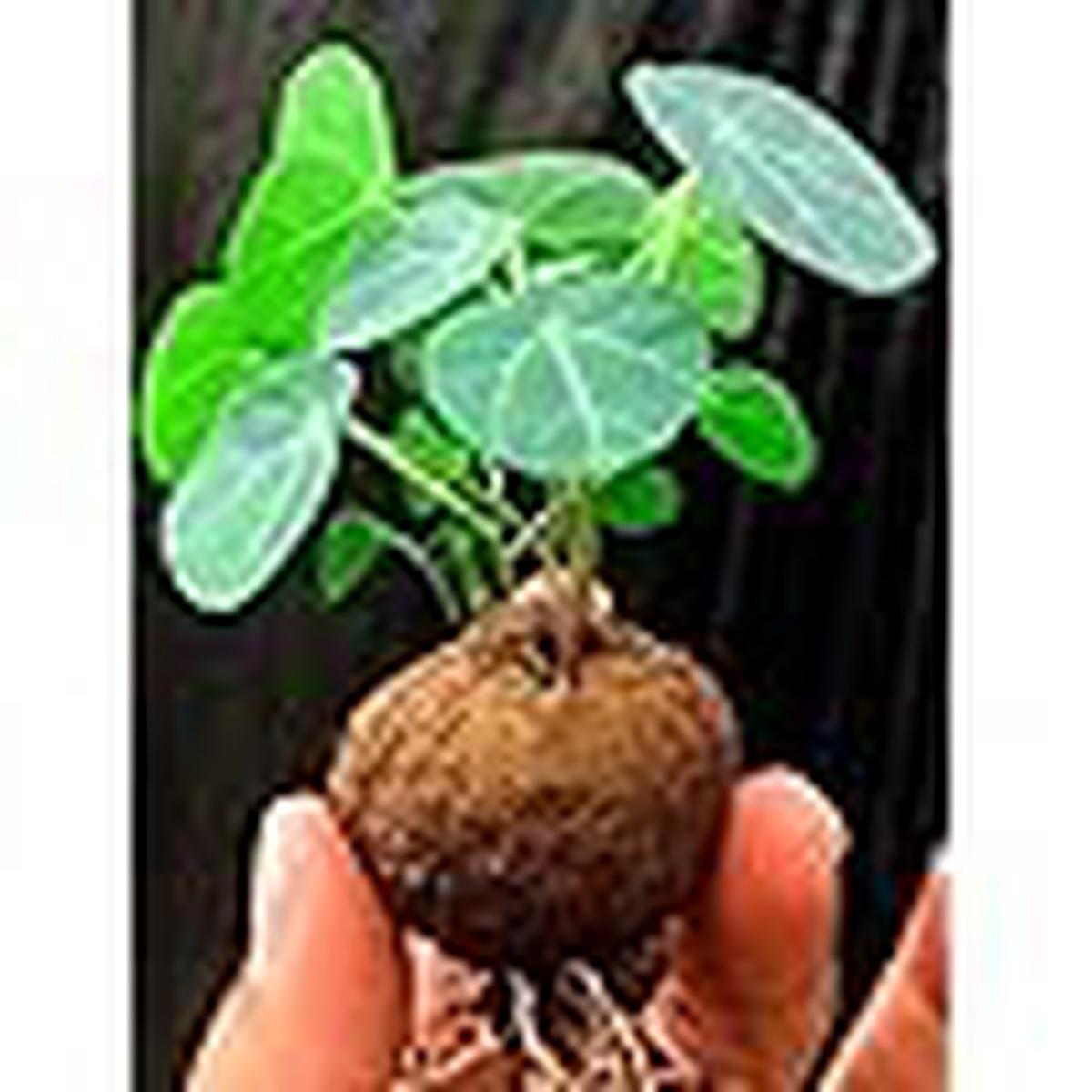 Caudex Seeds for Planting Colorful Display, Heirloom & Non-GMO Organic Garden Seeds