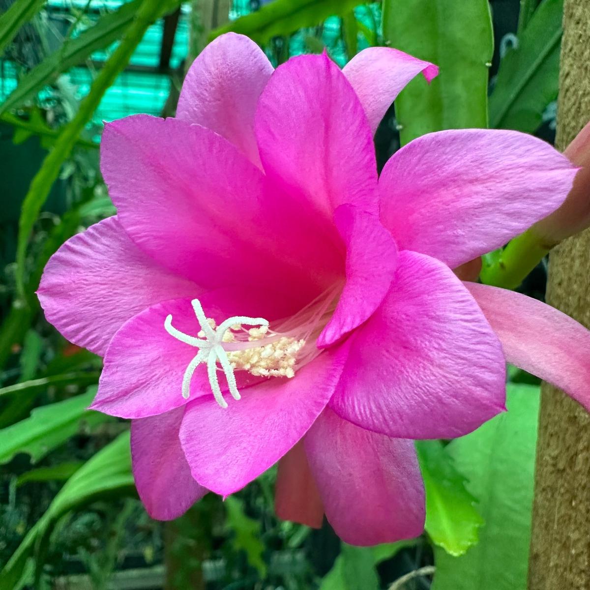 Chiapasia Nelsonii Flower Seeds Heirloom Non-GMO Rare Cactus Blooms for Unique Garden Planting