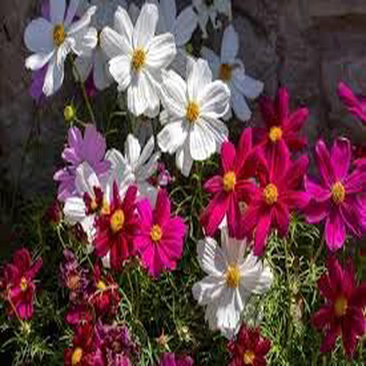 Cosmos Flower Seeds for Planting  Pollinator Friendly Heirloom Non-GMO High Germination Organic Garden Seeds