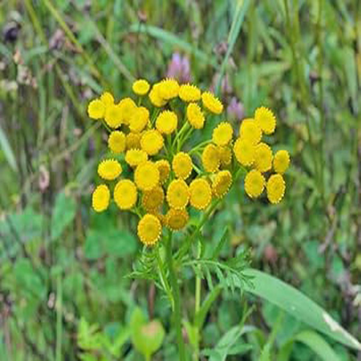Costmary Flower Seeds for Planting – 100 pcs