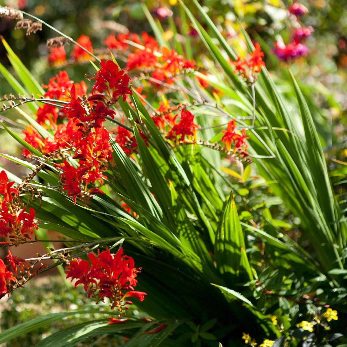 Crocosmia Lucifer Flower Seeds for Planting Heirloom, Non-GMO, Easy to Grow, Perennial
