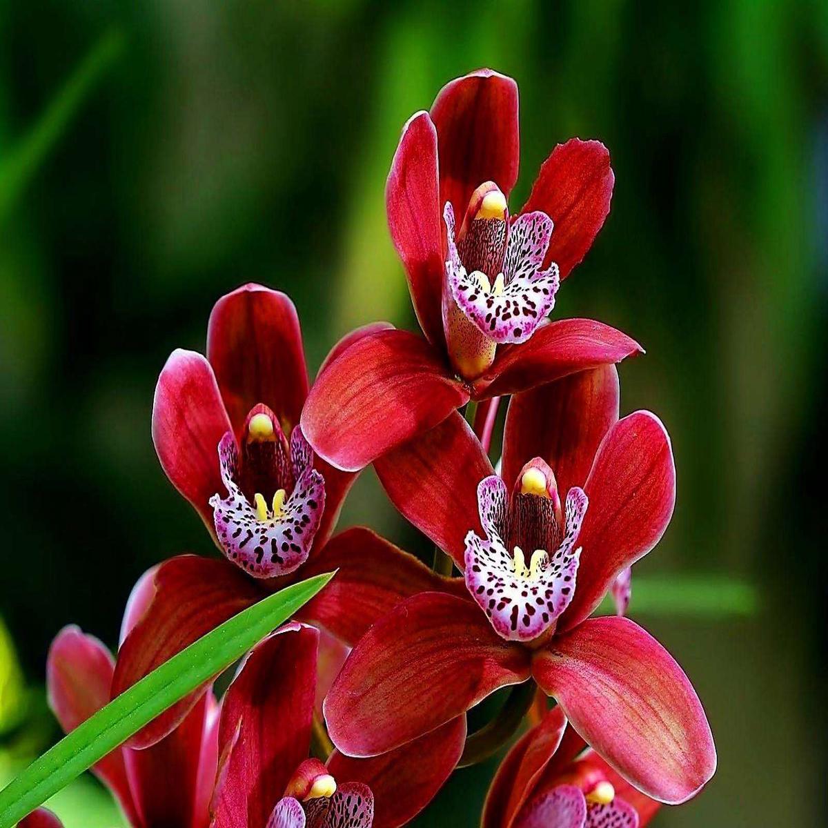Dark Red Orchid Flower Seeds for Planting  Heirloom Non-GMO, High Germination Organic Garden Seeds