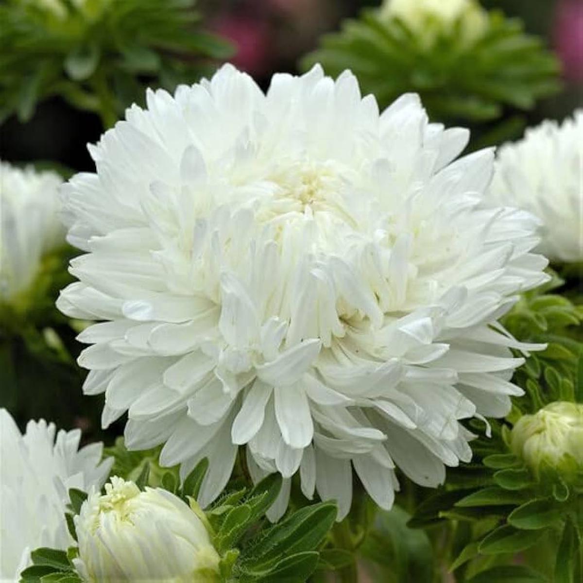 Duchess Paeony Aster Flower Seeds for Planting  Hardy Variety, Heirloom, Non-GMO, High Germination Organic Garden Seeds