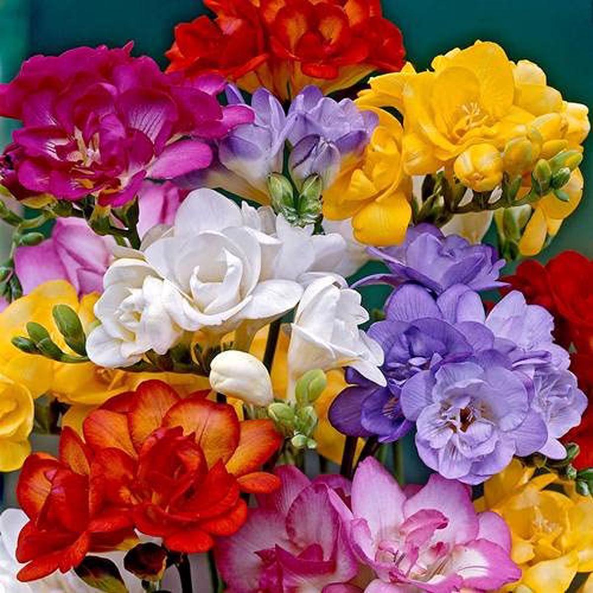 Fresia Royal Champion Mix Seeds Pieces Fragrant Cut Flowers Fresh