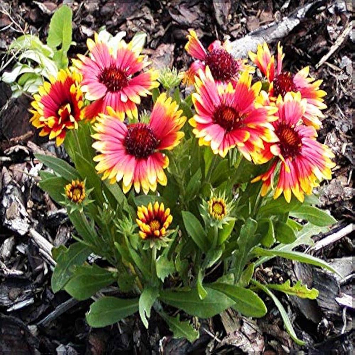 Gaillardia Goblin Blanket Gaillardia aristata Seeds for Planting in Wildflower Garden