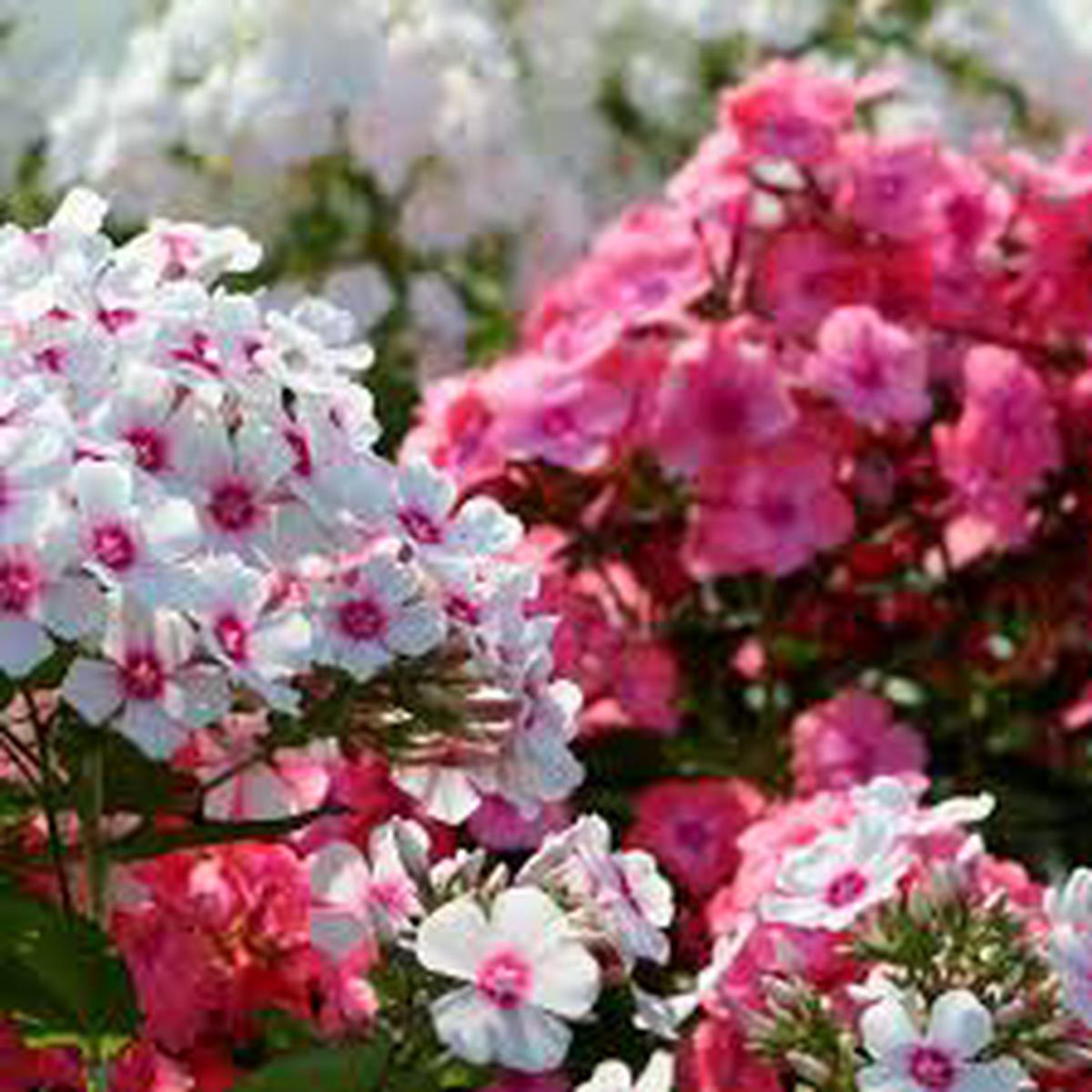 Garden Annual Phlox (Phlox paniculata) Seeds for Planting  Heirloom, Non-GMO, Pink Variety