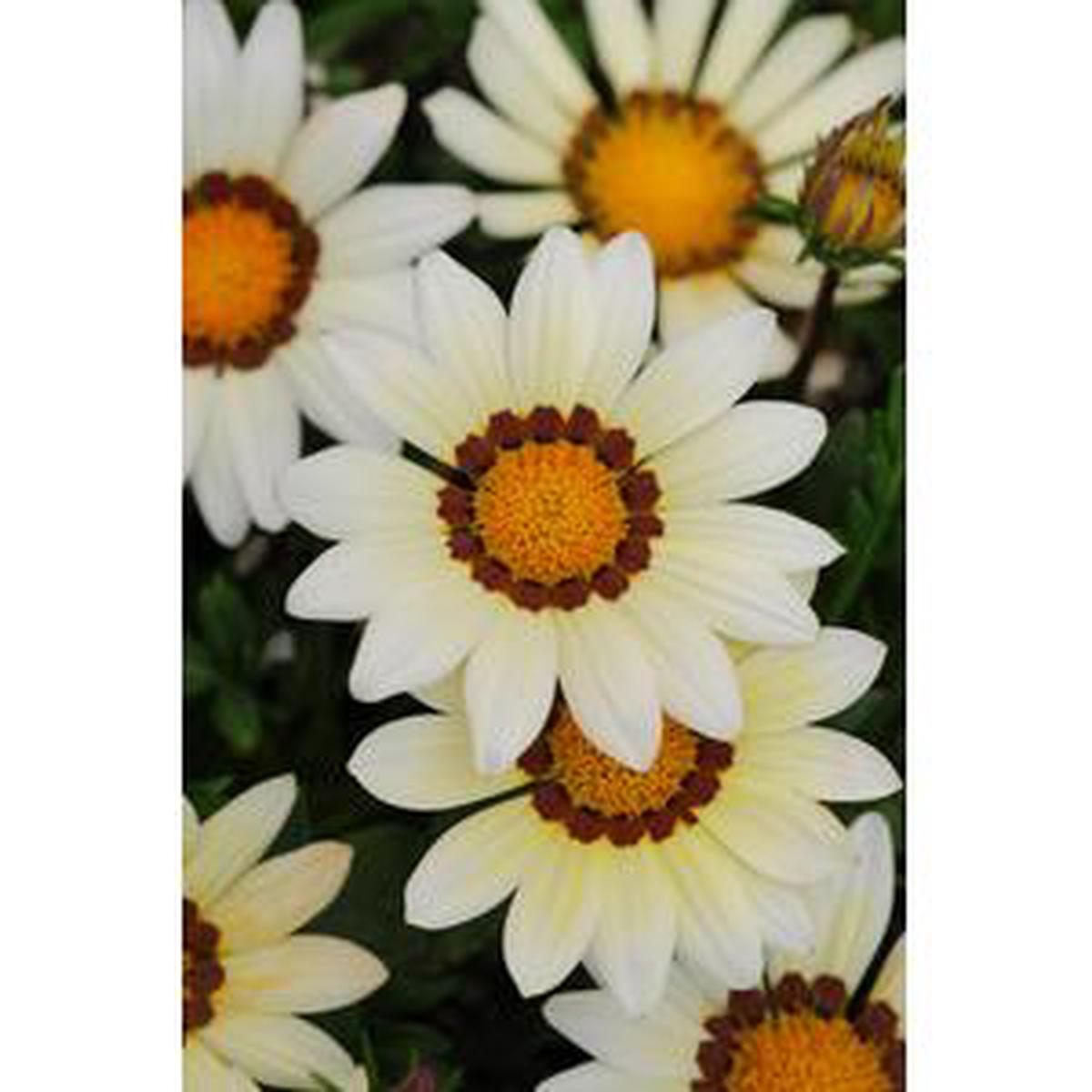 Gazania New Day White – 5 seeds