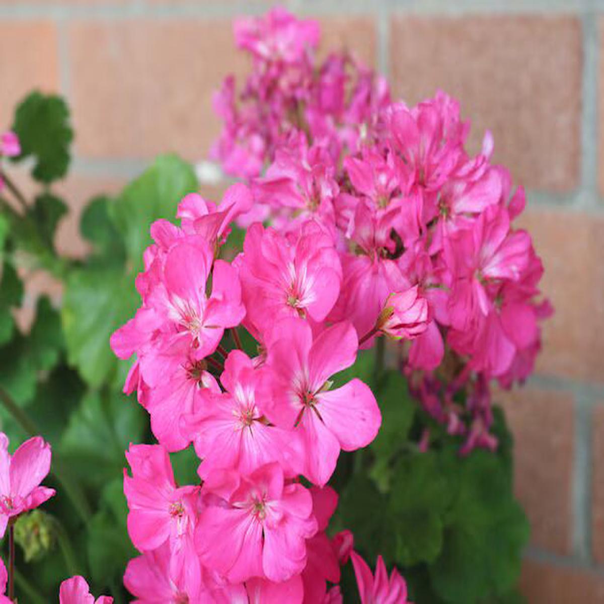 Geranium Flores Flower Seeds for Planting Pink  Drought Tolerant, Heirloom, Non-GMO, High Germination Organic Seeds
