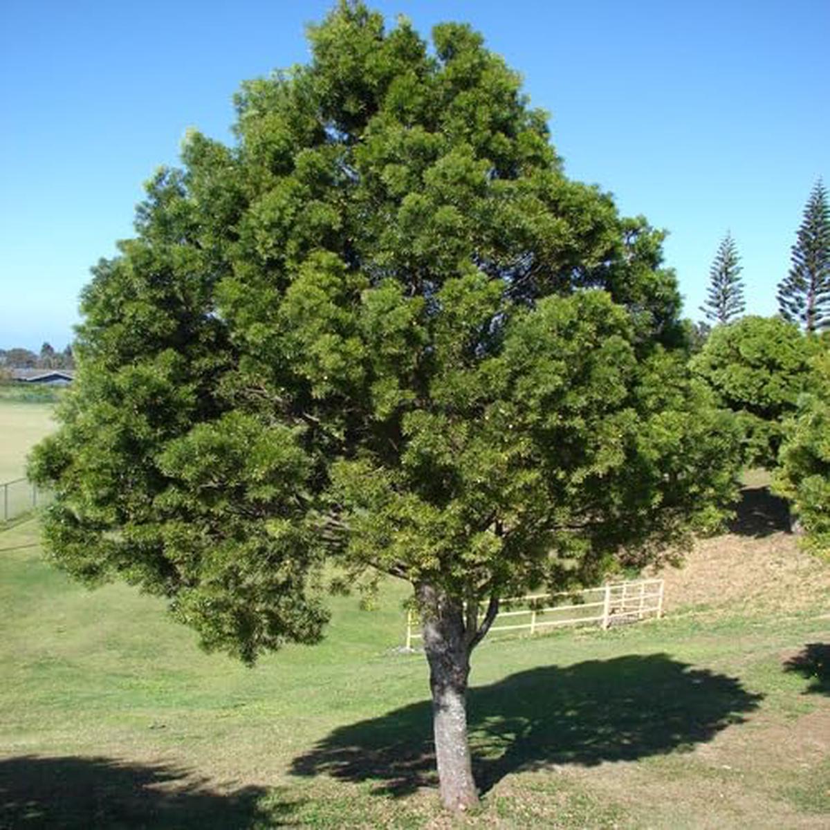 Green Pine Tree – Heirloom, Non – Gmo Seeds