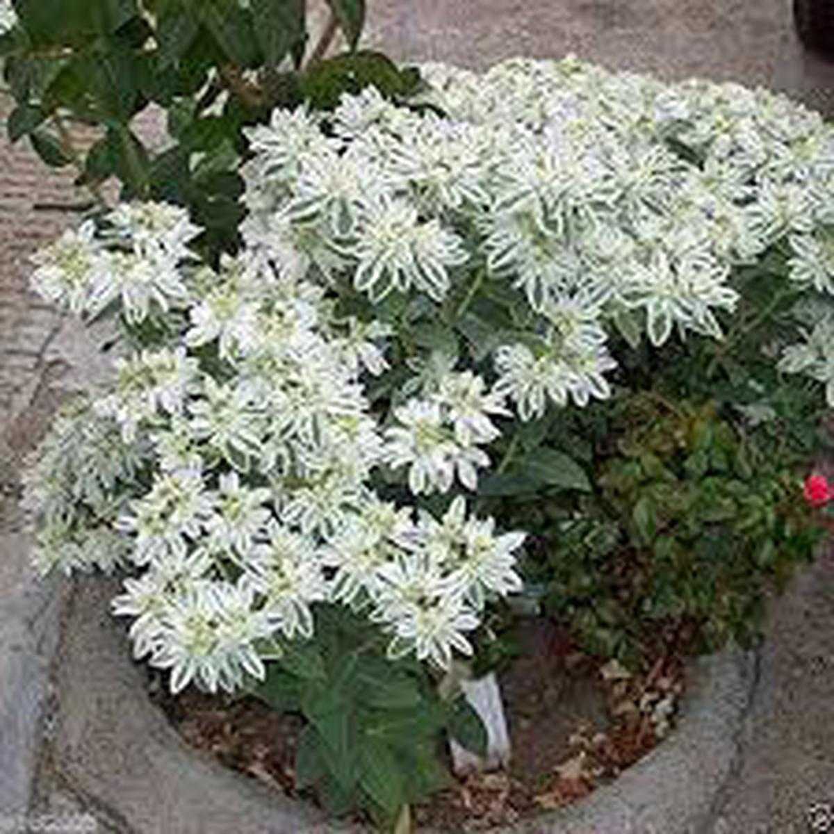 Green Snow on the Mountain Flower Seeds for Planting  Heirloom, Non-GMO, High Germination Organic Garden Seeds