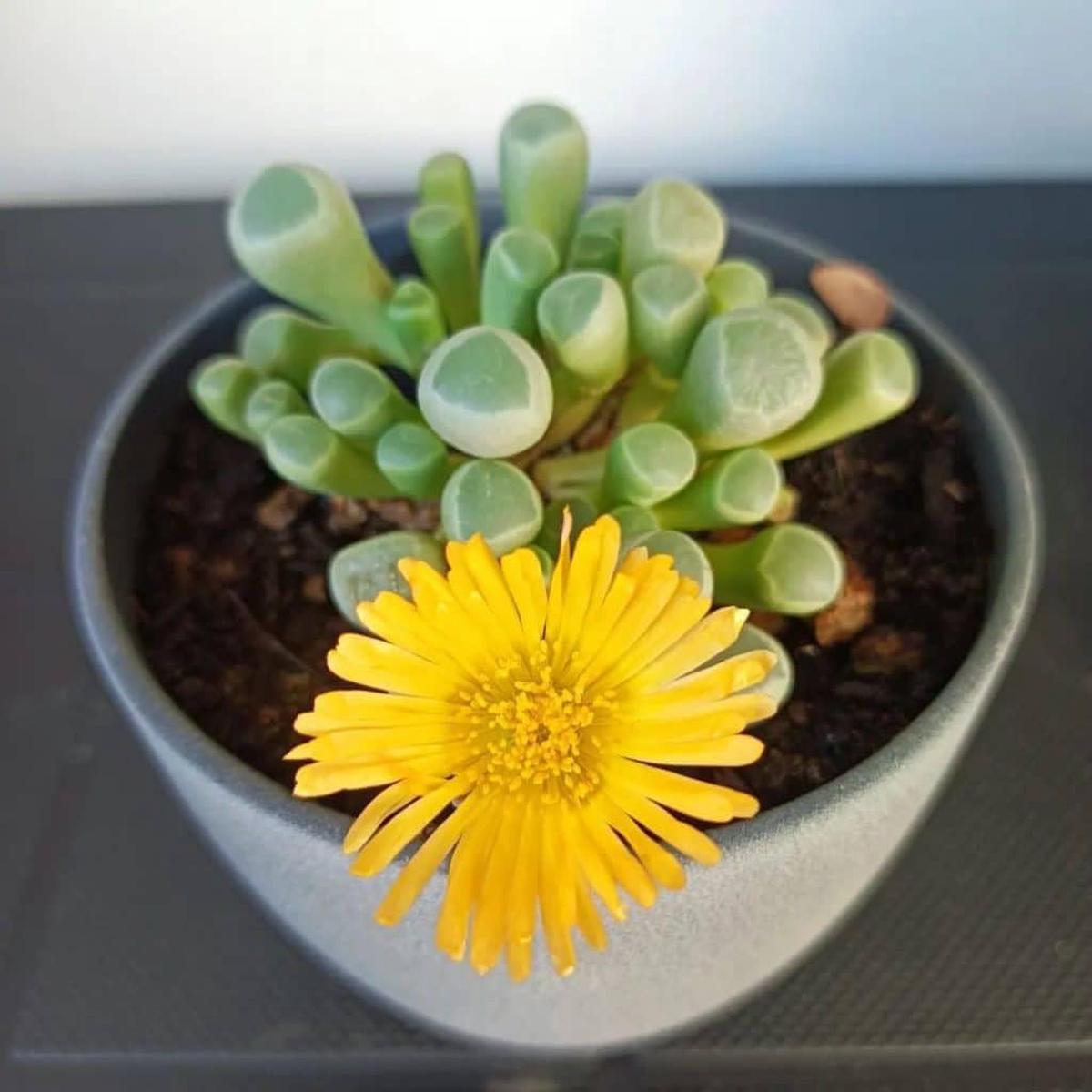 Heirloom Baby Toes Succulent Flower seeds for Planting Premium Quality Heirloom & GMO Free Seeds for Home Garden