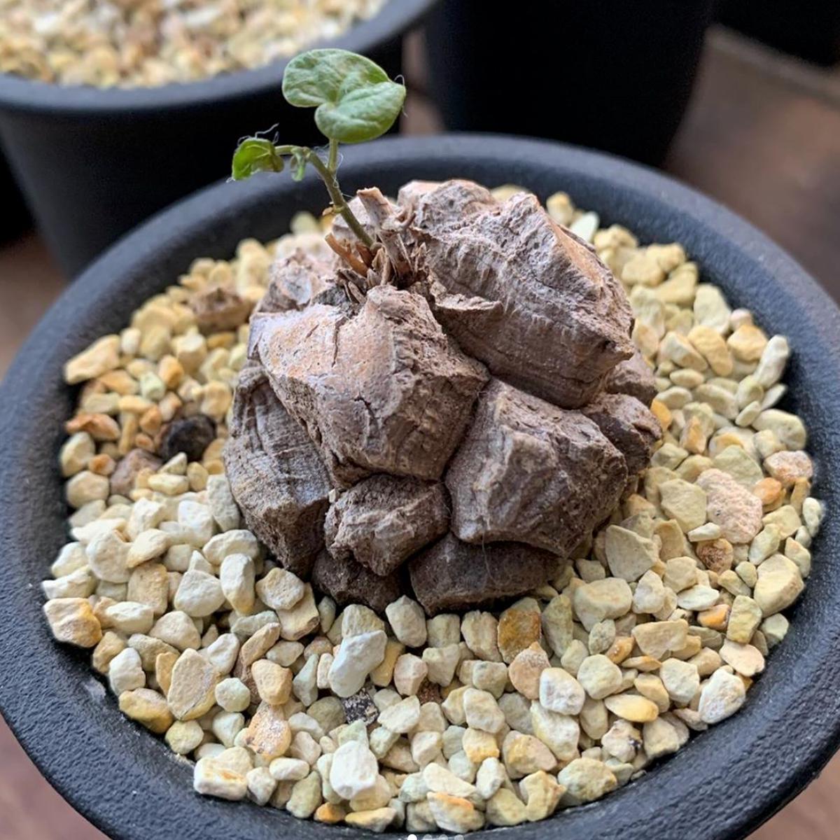 Heirloom Caudex Succulent Seeds Non-GMO Ornamental Seeds for Planting, High Germination Organic Garden Seeds