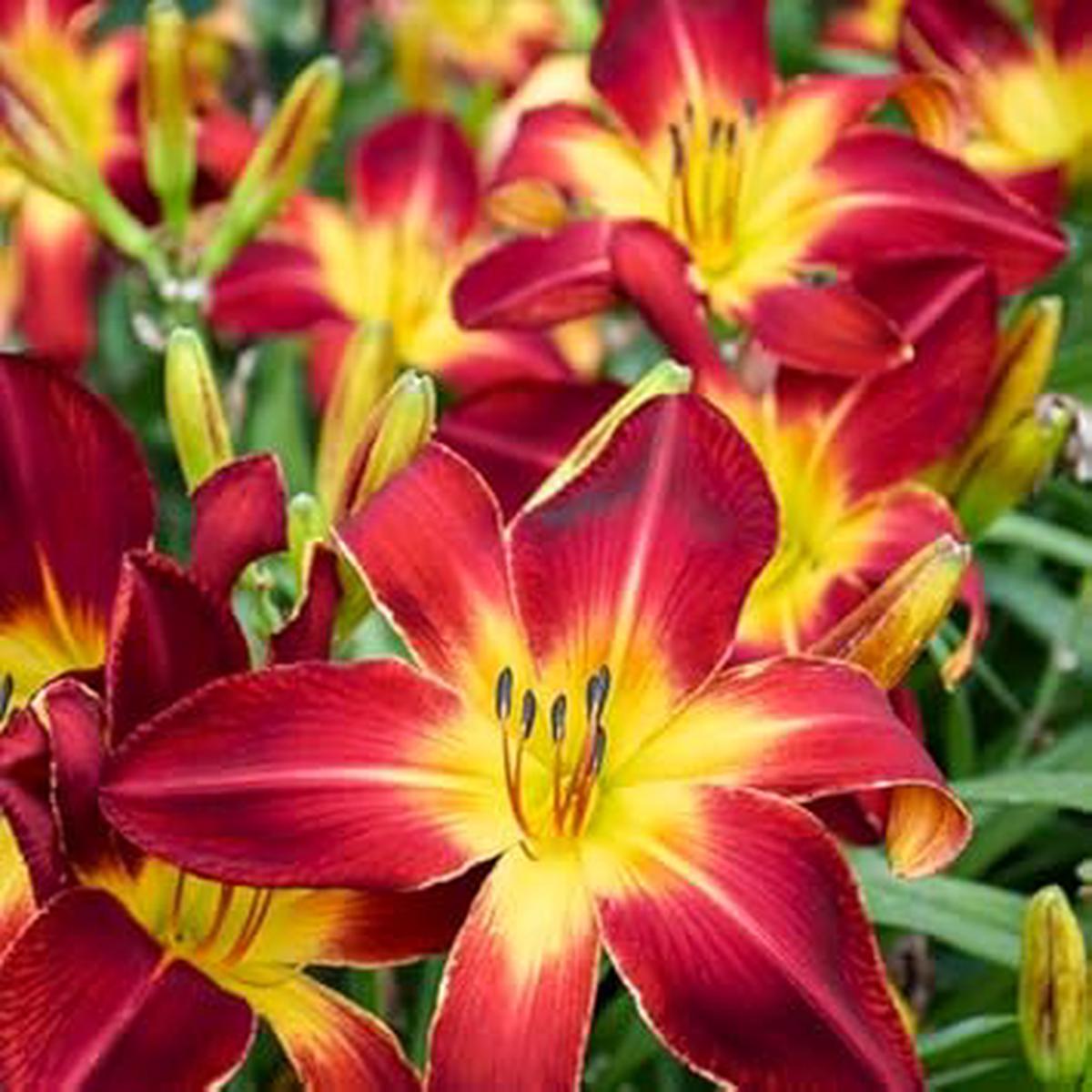 Heirloom Hemerocallis Flower Seeds Non-GMO for Garden Planting Colorful Daylily Blooms