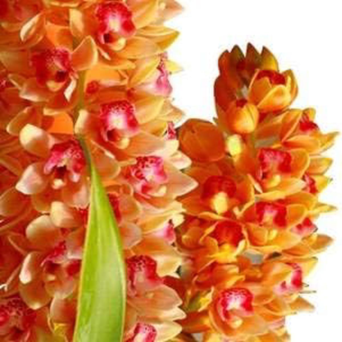 Heirloom Light Orange Cymbidium Maxillaria Goeringii Flower Seeds for Planting  Non-GMO, High Germination Orchid Seeds