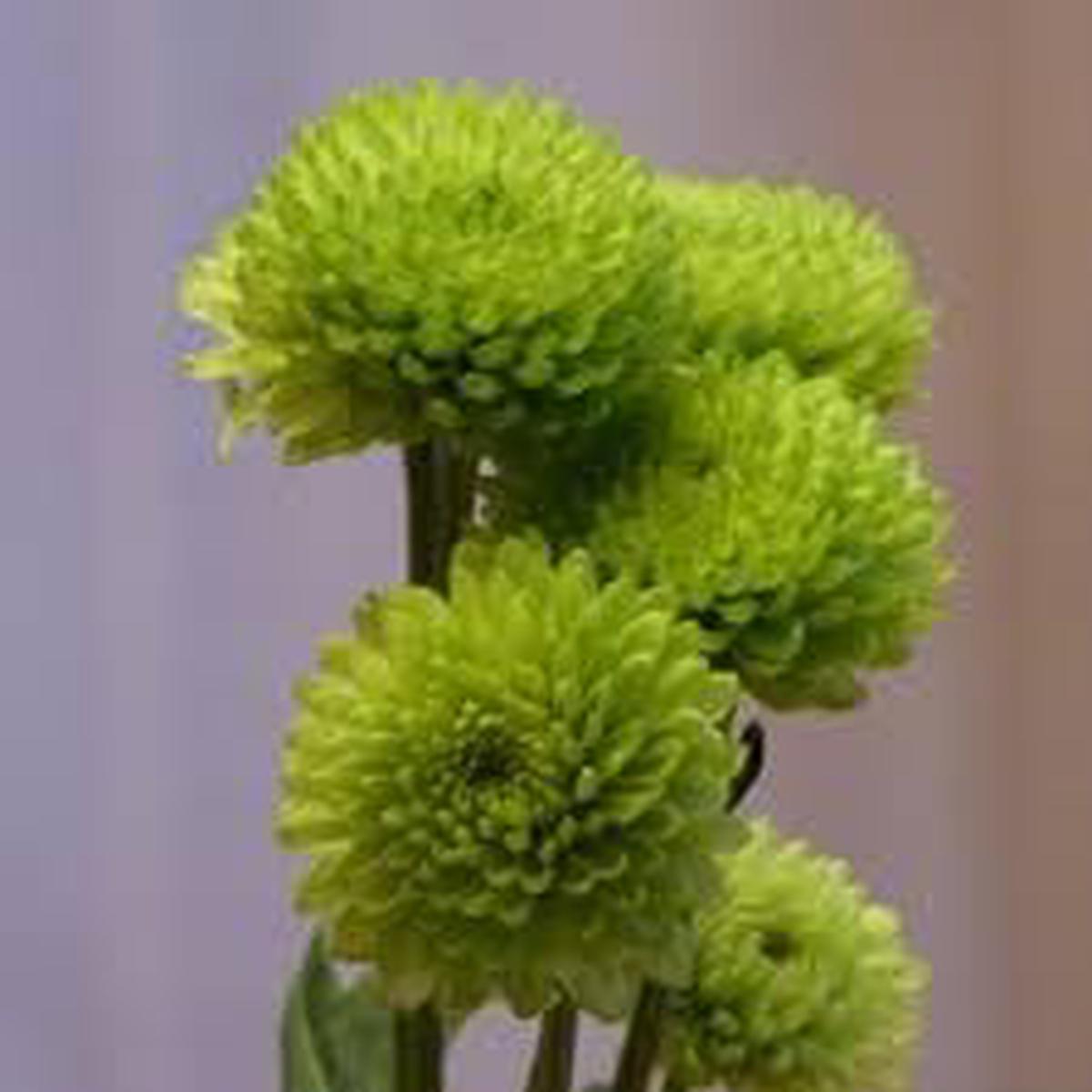 Heirloom Non-GMO Chrysanthemum Plant Seeds for Planting Vibrant Fall Blooms for Garden Displays
