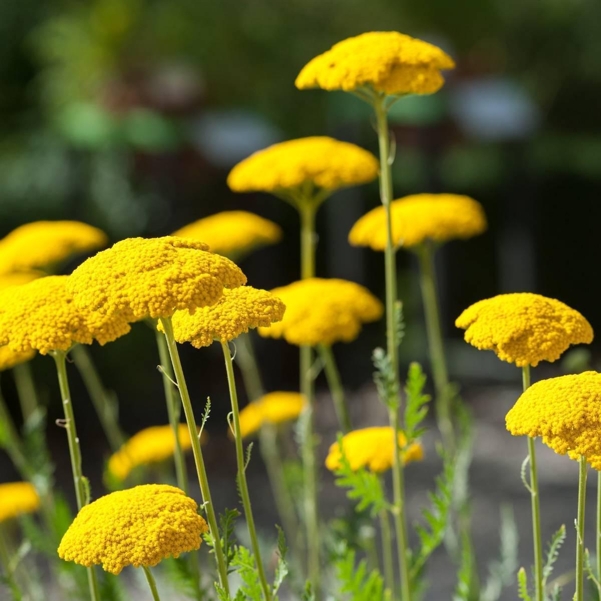 Heirloom Non-GMO Colorado Perennial Flower Seeds for Planting  High Germination Organic Garden Seeds