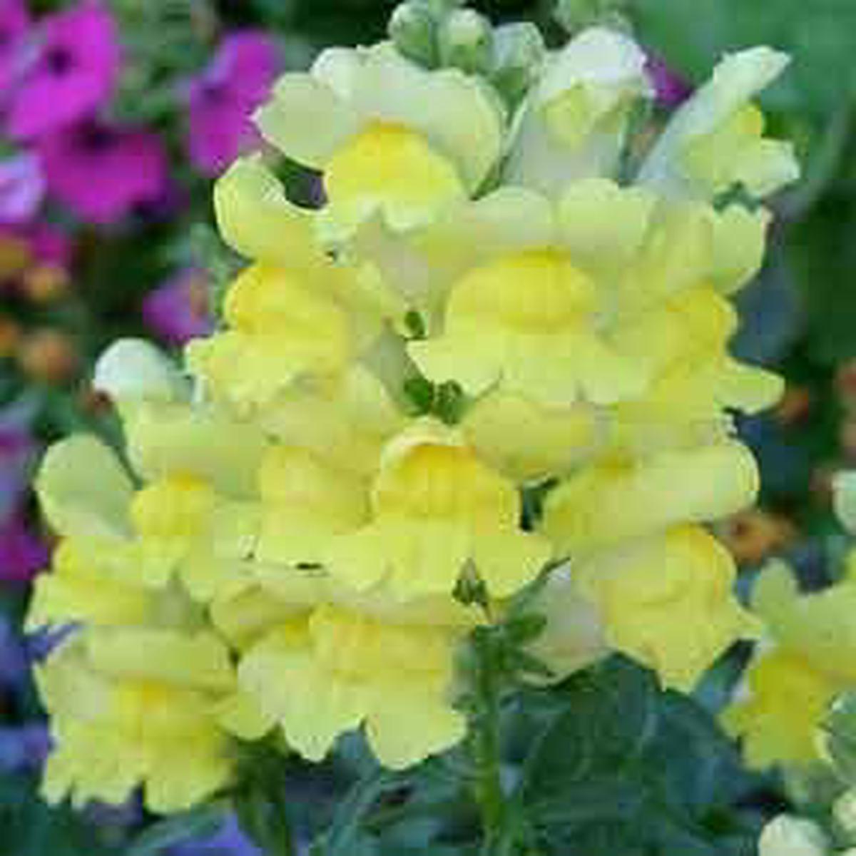 Heirloom Non-GMO Light Yellow Sweet Pea Flower Seeds  High Germination Fragrant Climbing Blooms for Planting