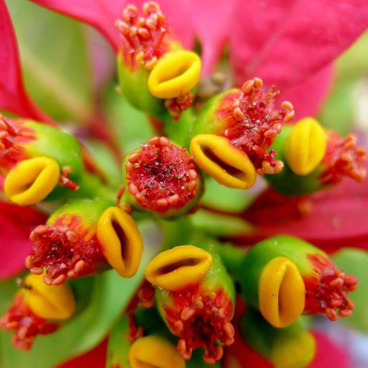 Heirloom Non-GMO Pink Poinsettia Flower Seeds for Planting  Beautiful Holiday Blooming Seeds