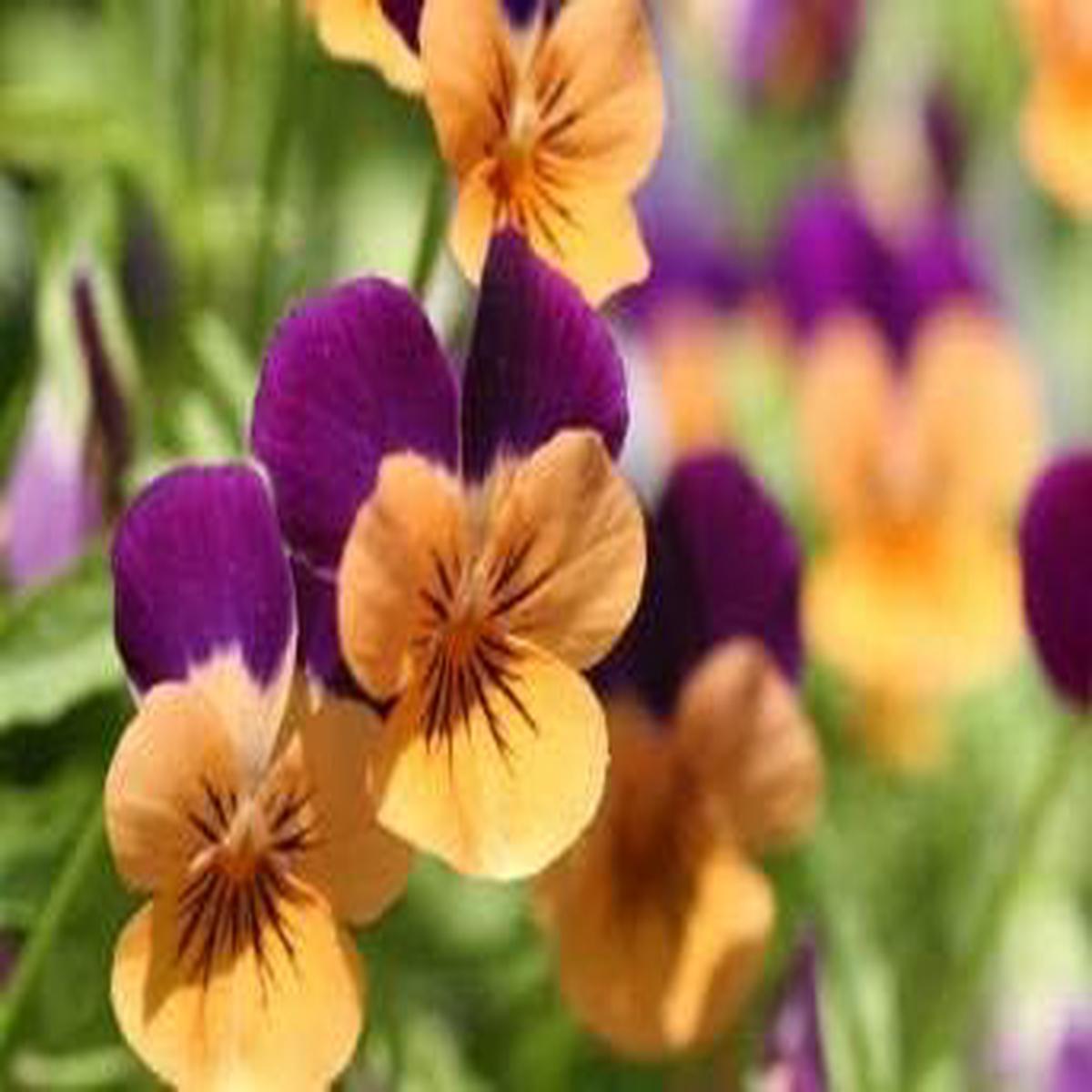 Heirloom Non-GMO Purple Orange Pansy Flower Seeds for Garden Planting Vibrant Cool-Season Blooms