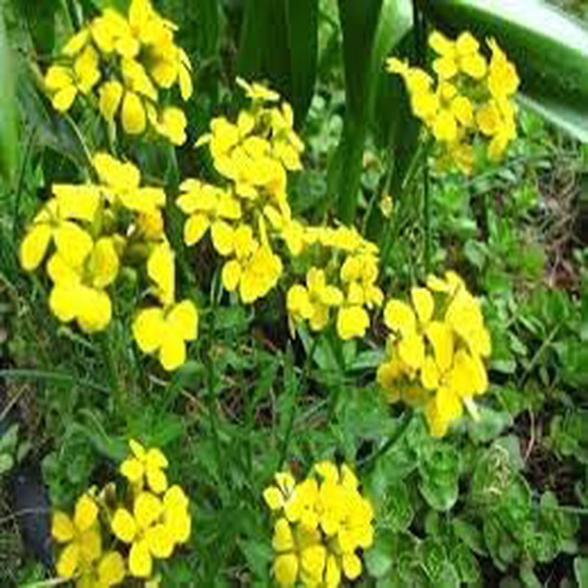 Heirloom Non-GMO Wallflower Seeds for Planting  Fragrant Spring Blooms for Pollinator Gardens