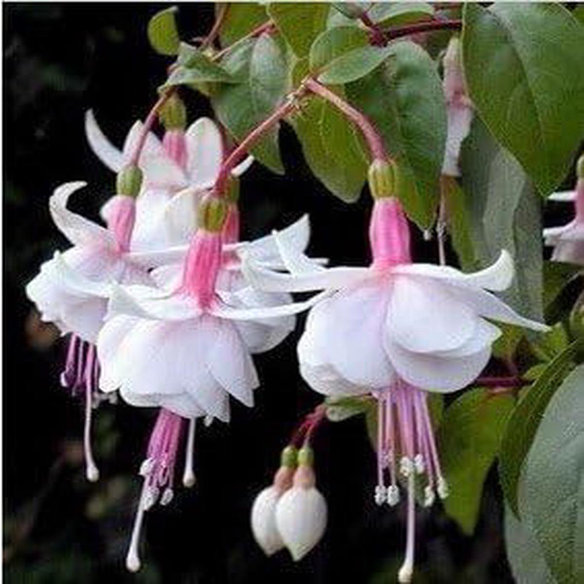 Heirloom Non-GMO White Pink Fuchsias Flower Seeds  Elegant Blooms for Garden Planting