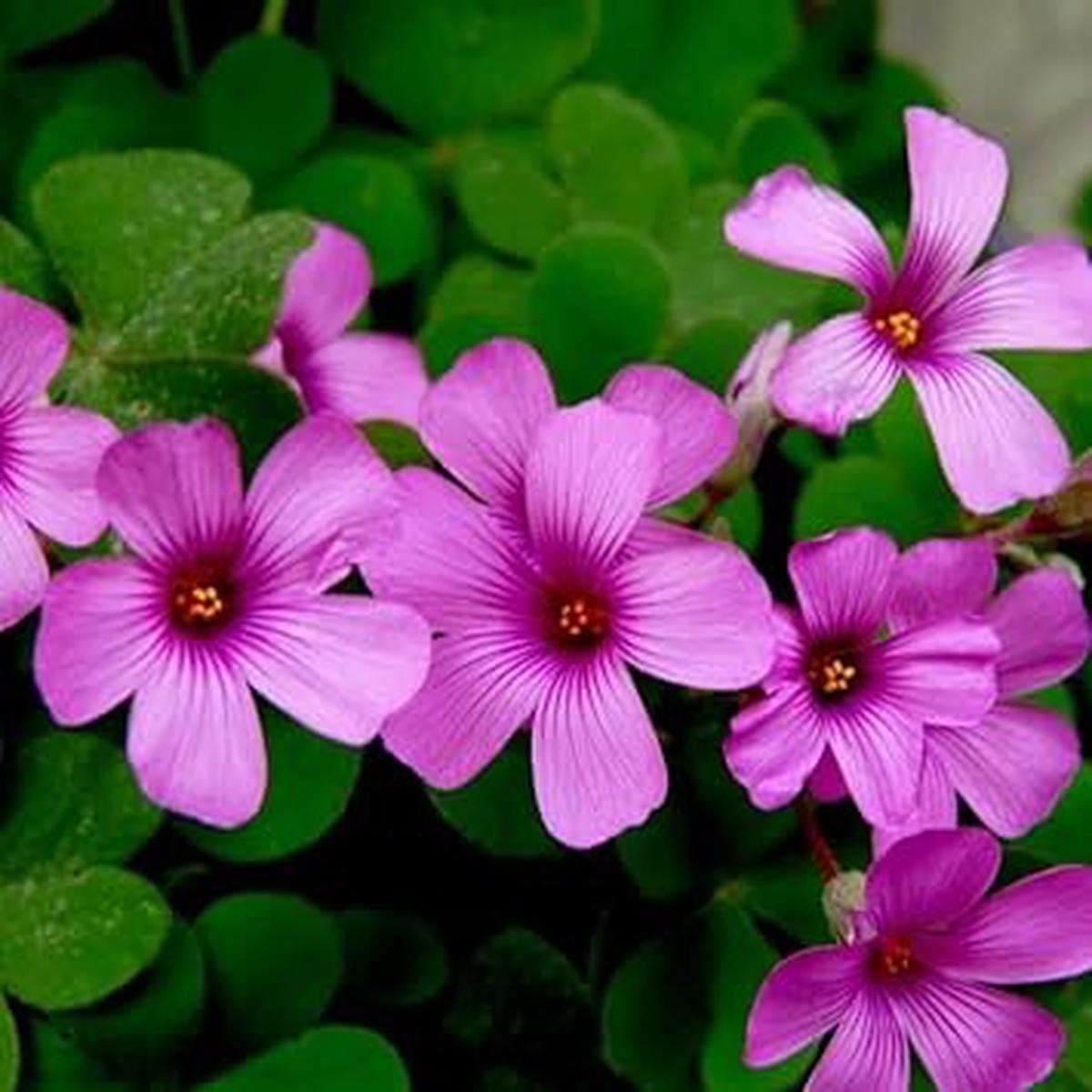Heirloom Oxalis Flower Seeds for Planting  Non-GMO, High Germination Organic Garden Seeds