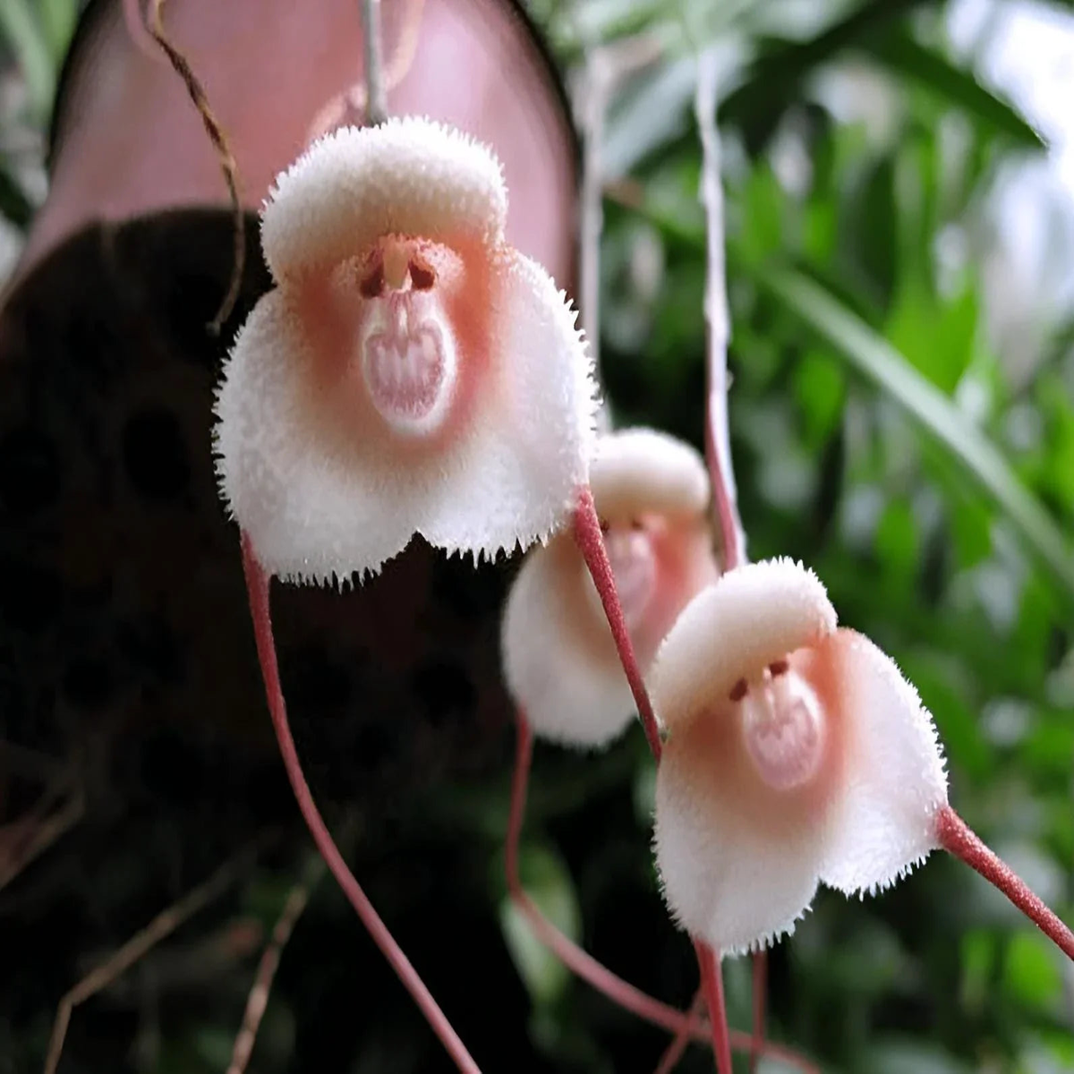 Heirloom Peach Monkey Face Orchid Seeds for Planting Drought-Tolerant, Non-GMO, High Germination Organic Garden Seeds