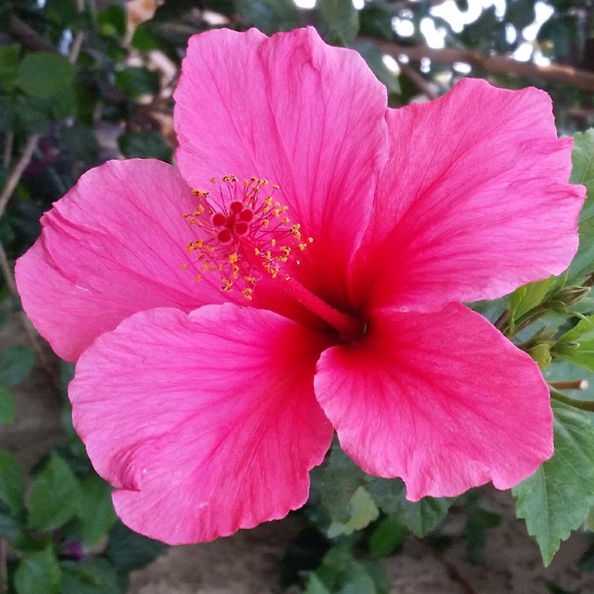 Hibiscus Rosa-Sinensis Flower Seeds for Planting  Heirloom, Non-GMO, Pollinator-Friendly Garden Seeds