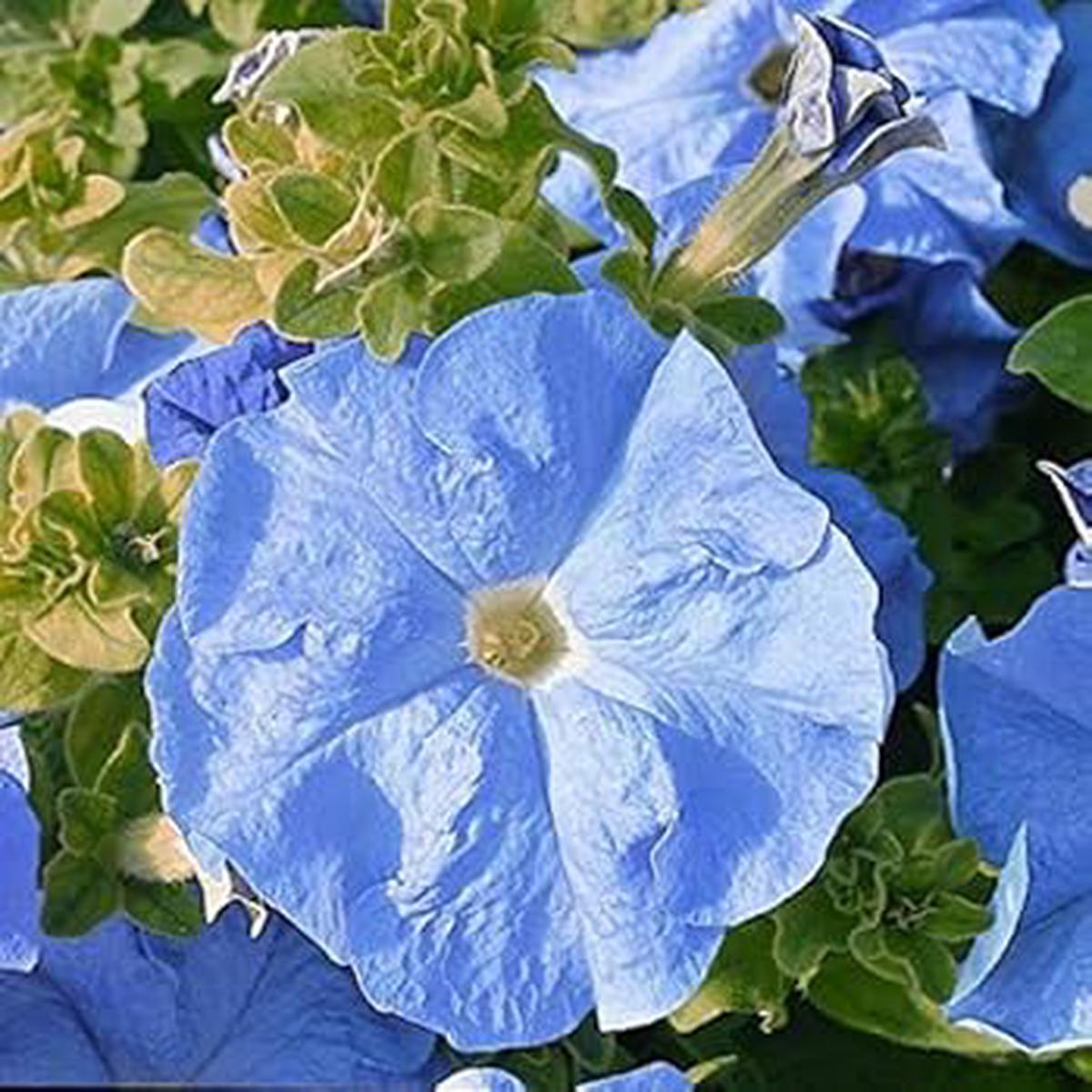 Ice Blue Petunia Flower Seeds for Planting  Heirloom, Non-GMO, High Germination Organic Garden Seeds