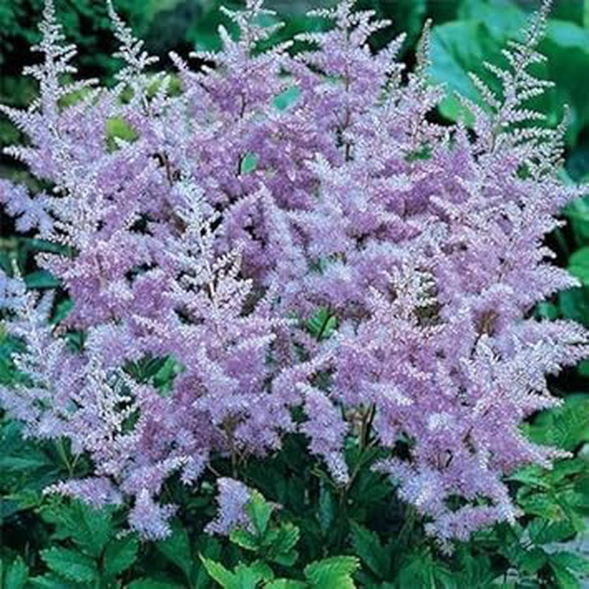 Lavender Astilbe Flower Seeds  Heirloom Non-GMO Organic Garden Seeds for Planting, High Germination Shade-Loving Blooms