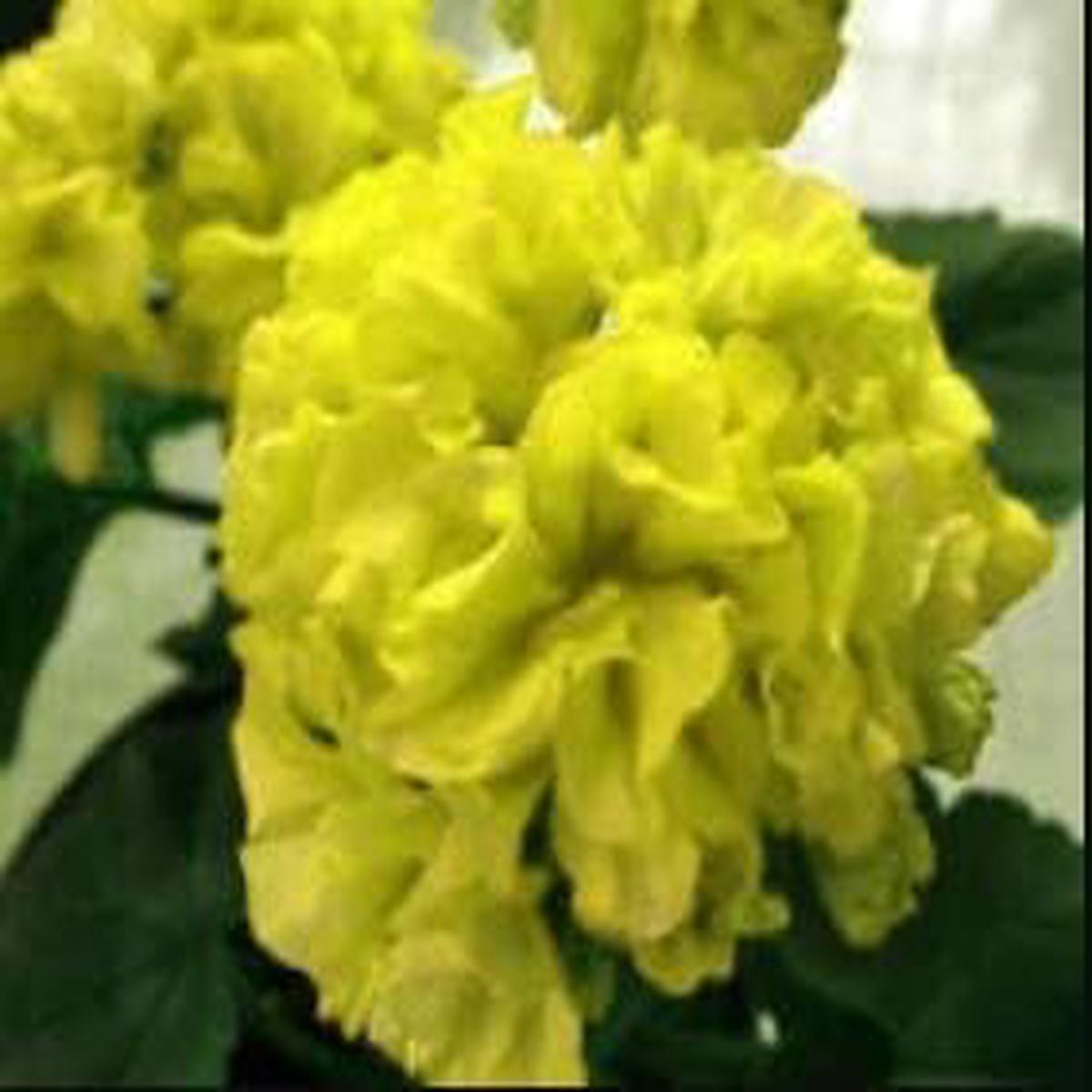 Light Green Geranium Pelargonium Flower Seeds for Planting | Heirloom, Non-GMO, Organic Garden Seeds with High Germination
