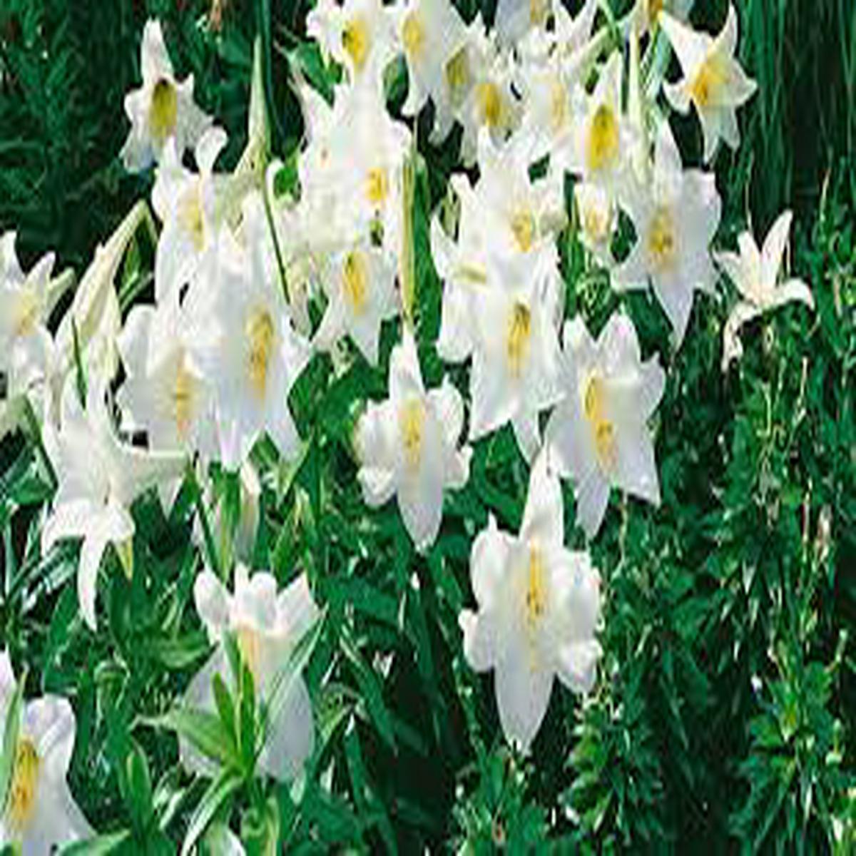 Lilium Longiflorum True Lily Seeds Pieces for Home Garden