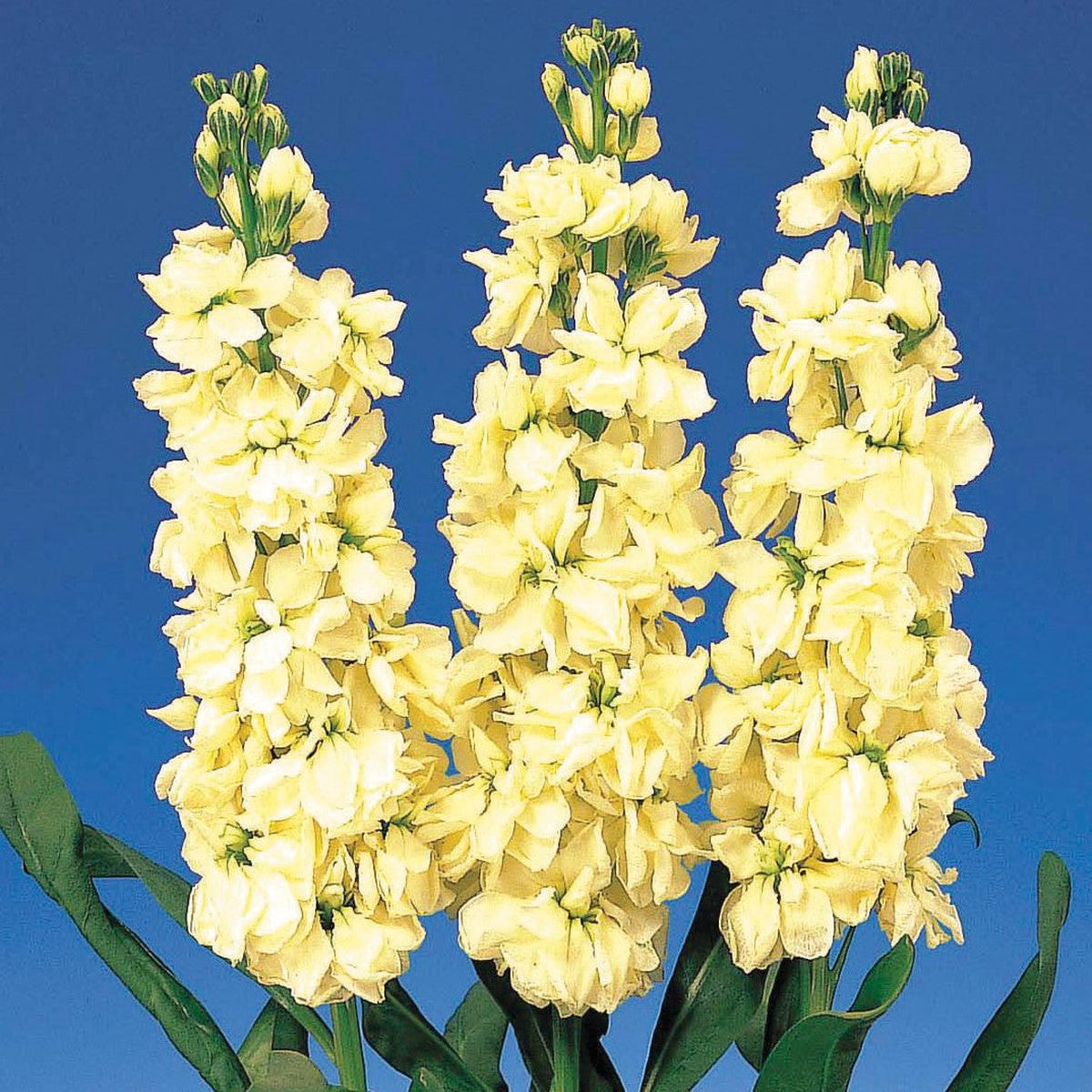 Matthiola Incana Seeds for Planting  Organic, Heirloom, Non-GMO Flower Seeds, High Germination