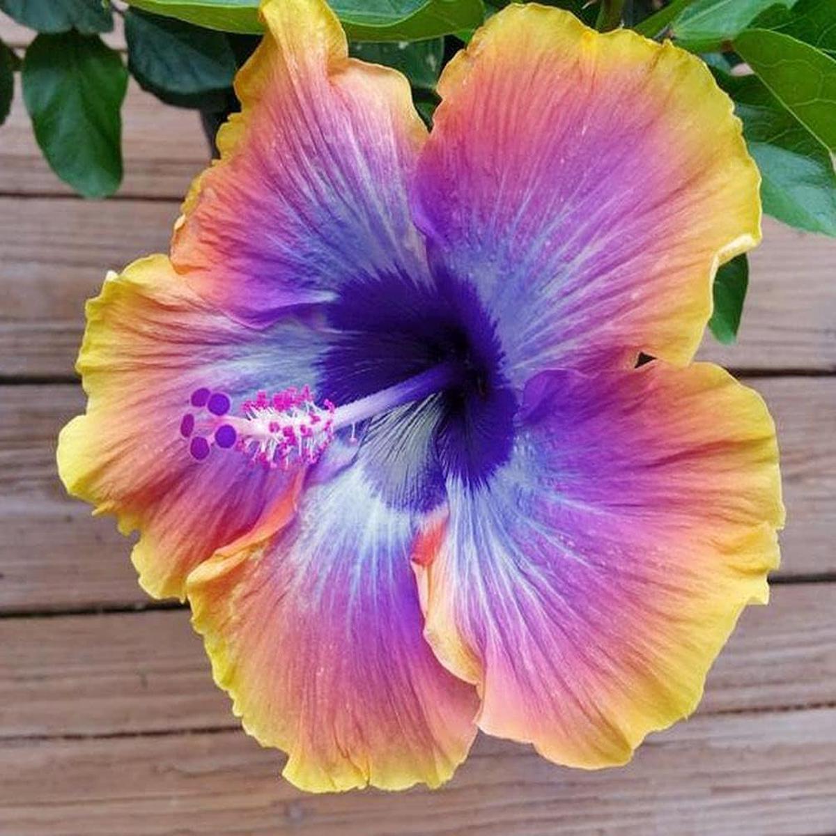 Mix Hibiscus Luna Flower Seeds for Planting  Heirloom, Non-GMO, High Germination Organic Garden Seeds