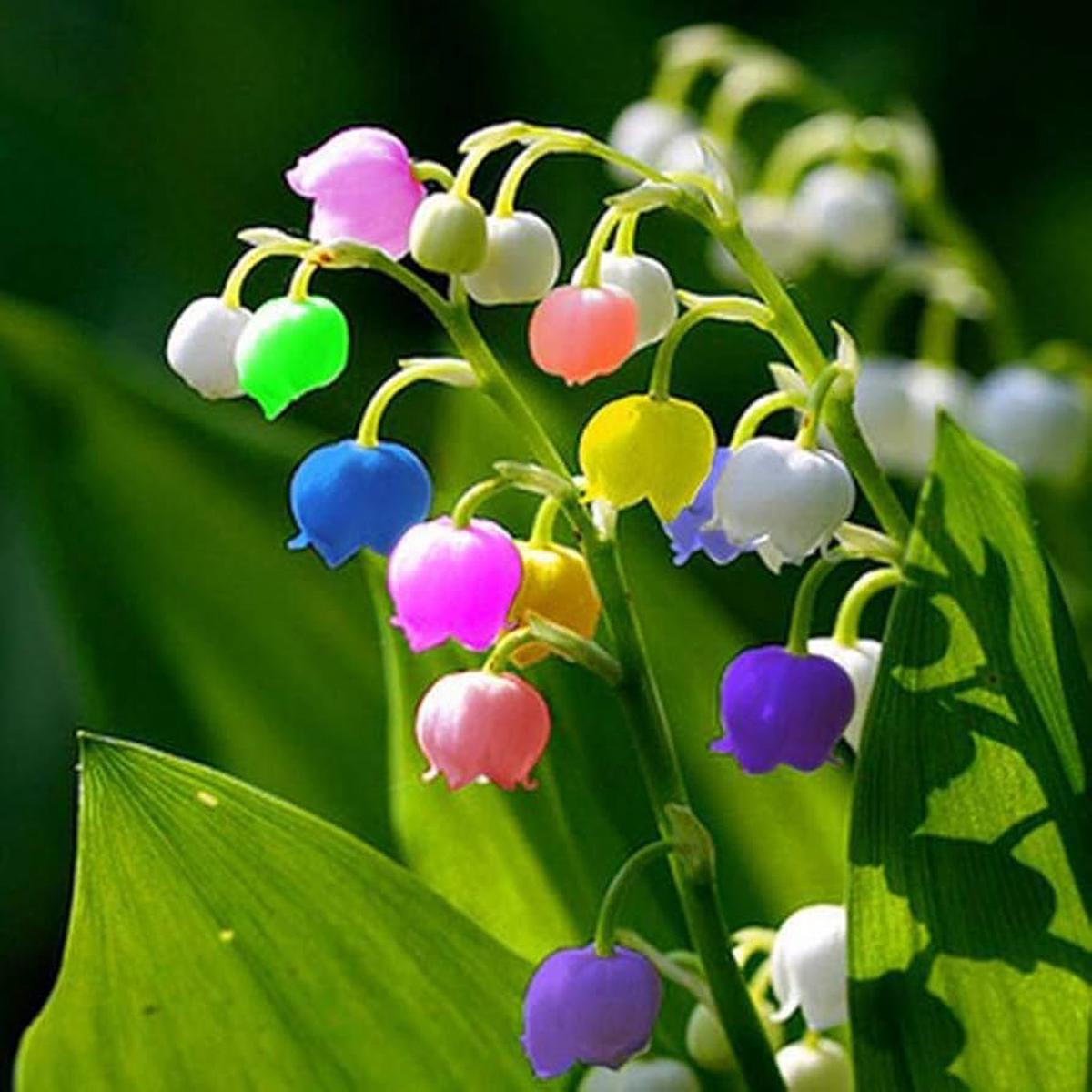Mixed Bell Orchid Flower Seeds for Planting  Heirloom Non-GMO, High Germination Organic Garden Seeds