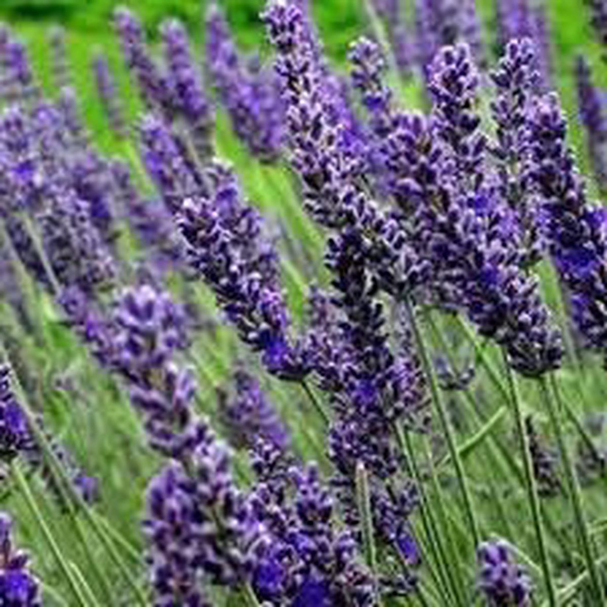 Munstead Lavender Flower seeds for Planting – Seasonal Bloomer, Heirloom & GMO Free Seeds for Home Garden