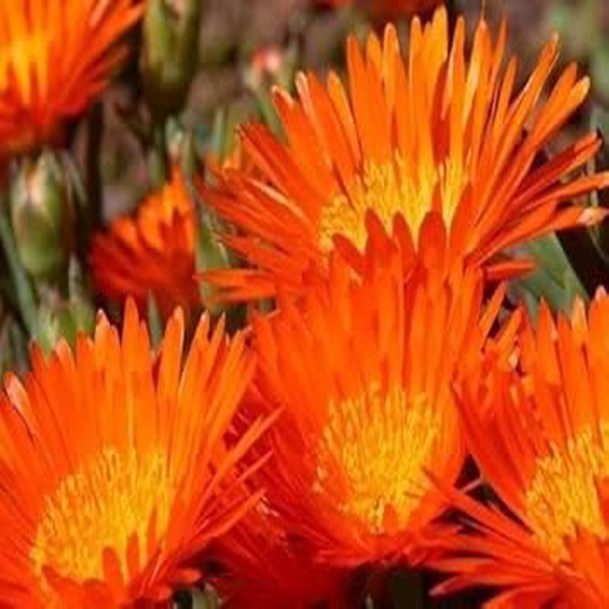 Orange Ice Plant Flower Seeds for Planting  Heirloom, Non-GMO, Compact Growth Organic Garden Seeds