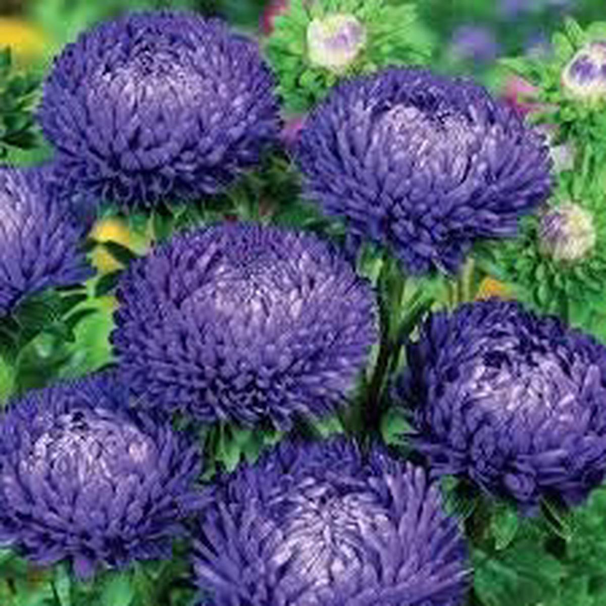 Organic Dark Blue China Aster Flower Seeds for Planting | Heirloom, Non-GMO, High Germination